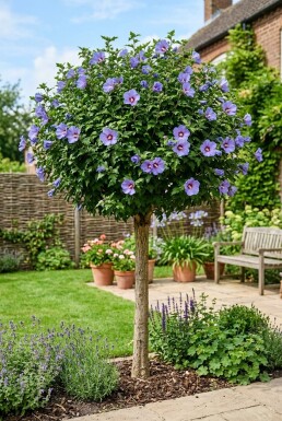 Hibiscus syriacus 'Marina' halvstam