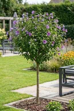 Hibiscus syriacus 'Marina' halvstam