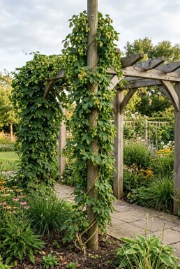 Humulus lupulus uppbunden