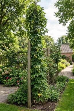 Humulus lupulus uppbunden