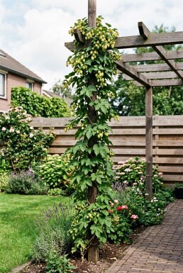 Humulus lupulus 'Golding' med stödpinne