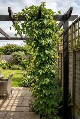 Humulus lupulus 'Golding' med stödpinne