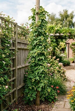 Humulus lupulus 'Herculus' Pinne