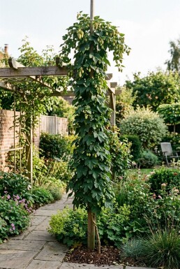Humulus lupulus 'Nordbrau' med stödpinne