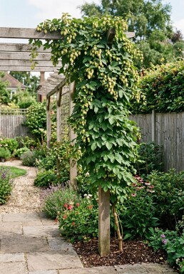 Humulus lupulus 'Nordbrau' med stödpinne