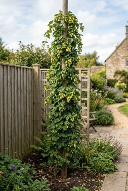 Humulus lupulus 'Pioneer' med stödpinne