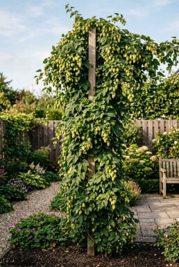 Humulus lupulus 'Pioneer' med stödpinne