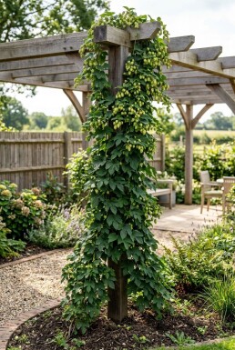 Humulus lupulus 'Target' uppbunden