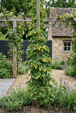 Humulus lupulus 'Target' uppbunden