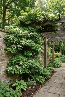 Hydrangea anomala subsp. petiolaris