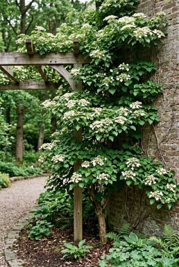 Hydrangea anomala subsp. petiolaris på pinne