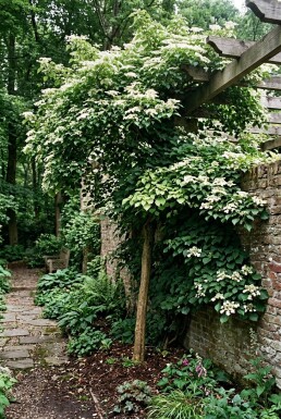 Hydrangea anomala subsp. petiolaris på pinne