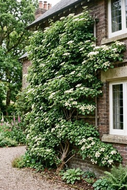 Hydrangea anomala subsp. petiolaris Bevevad