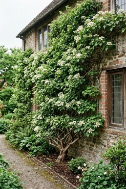 Hydrangea anomala subsp. petiolaris Bevevad