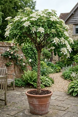 Hydrangea anomala subsp. petiolaris Op stam