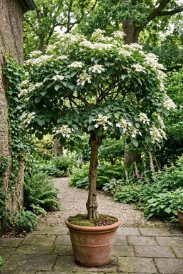 Hydrangea anomala subsp. petiolaris Op stam