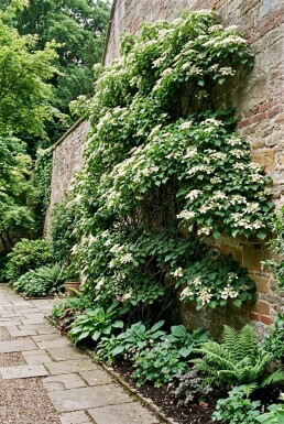 Hydrangea anomala subsp. petiolaris Solitär