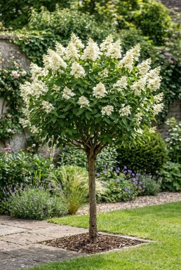 Hydrangea paniculata 'Kyushu' Halvstam