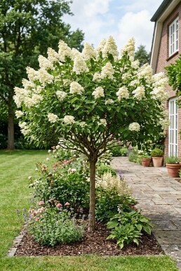 Hydrangea paniculata 'Kyushu' Halvstam
