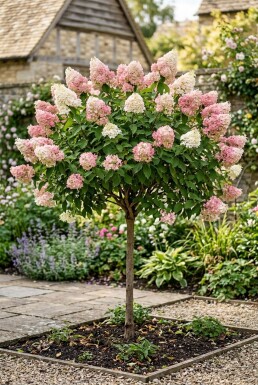 Hydrangea paniculata 'Pink Diamond' Halvstam