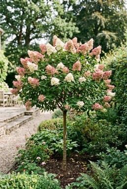 Hydrangea paniculata 'Pink Diamond' Halvstam