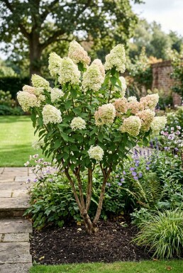 Hydrangea paniculata 'Polar Bear' Flerstammig