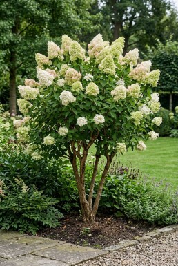 Hydrangea paniculata 'Polar Bear' Flerstammig