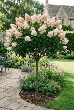 Hydrangea paniculata 'Silver Dollar' halvstam