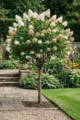 Hydrangea paniculata 'Silver Dollar' halvstam