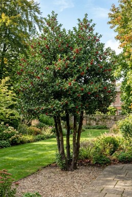 Ilex 'Nellie R. Stevens' Flerstammig