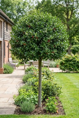 Ilex 'Nellie R. Stevens' På stam
