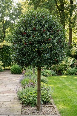 Ilex 'Nellie R. Stevens' På stam