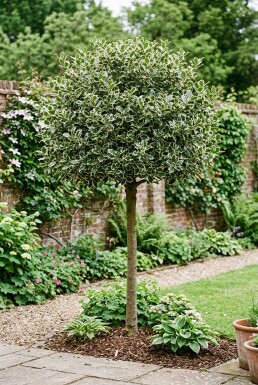 Ilex aquifolium 'Argentea Marginata' Halvstam
