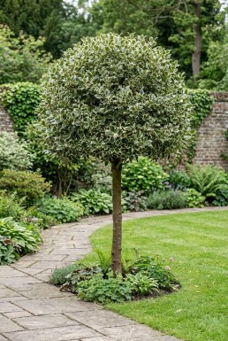 Ilex aquifolium 'Argentea Marginata' Halvstam