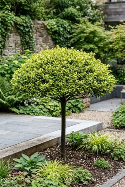 Ilex crenata 'Blondie' parasoll
