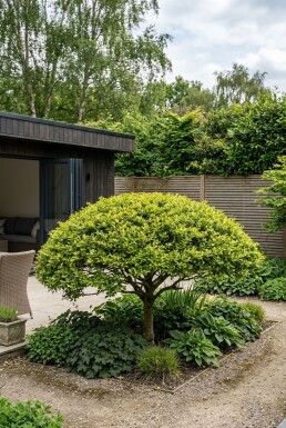 Ilex crenata 'Blondie' parasoll
