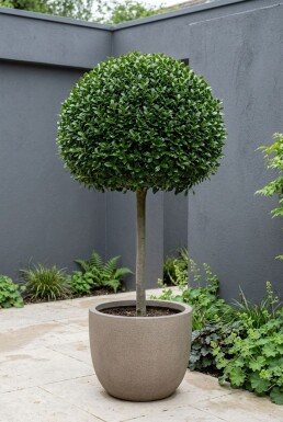 Ilex crenata 'Glory Gem' På stam