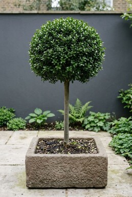 Ilex crenata 'Glory Gem' På stam