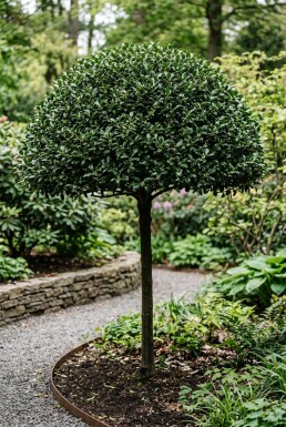 Ilex maximowicziana var. Kanehirae Skärm