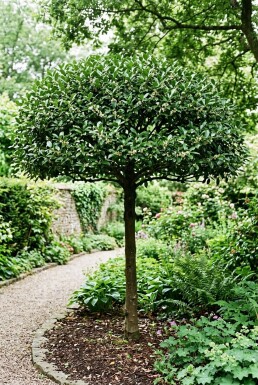 Ilex maximowicziana var. Kanehirae Skärm