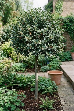 Ilex meserveae 'Blue Maid' Halvstam