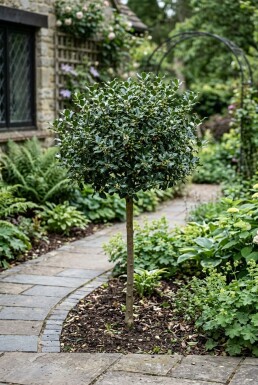 Ilex meserveae 'Blue Maid' Halvstam