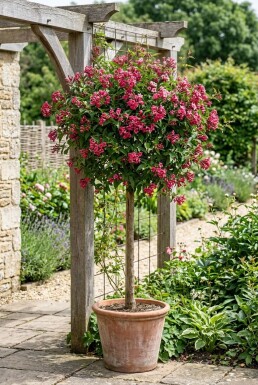 Jasminum beesianum Stok
