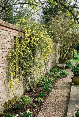 Jasminum nudiflorum