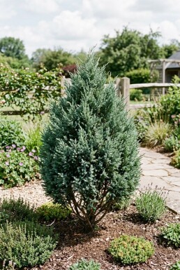Juniperus 'Blue Chiffon' buske