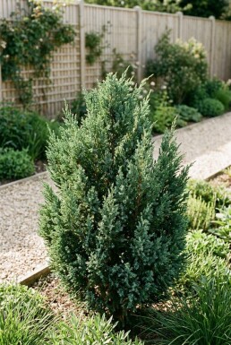 Juniperus 'Blue Chiffon' buske