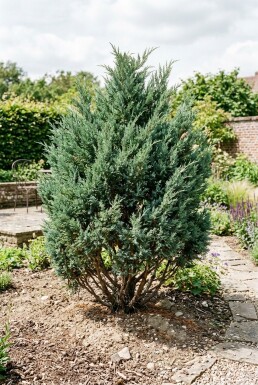 Juniperus chinensis 'Blue Alps' Buske