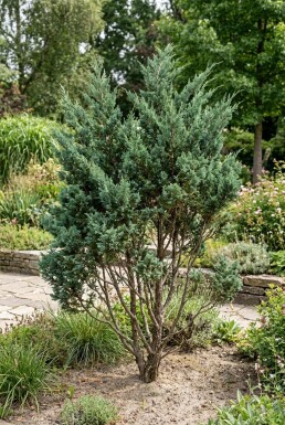 Juniperus chinensis 'Blue Alps' Buske