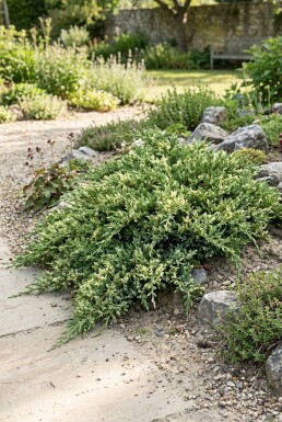 Juniperus chinensis 'Expansa Variegata' Buske