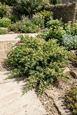 Juniperus chinensis 'Expansa Variegata' Buske